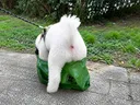 코디) 배변봉투에 볼일보는 강아지 뒷태