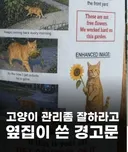 고양이 관리 좀 잘하세요