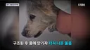 13년만에 옥상에서 구조된 만복이 최신 근황