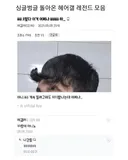 싱글벙글 디씨 헤어갤러리.jpg
