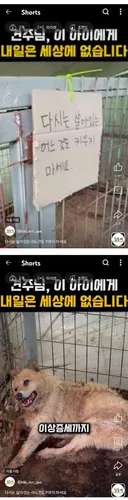 폭염속 방치견 새봄이 하늘나라 갔대