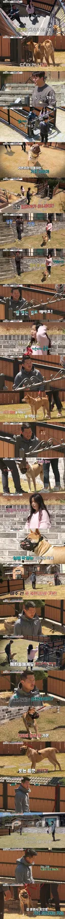 개물림 사고 대부분의 원인