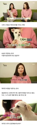 유기견이었던 강아지 토비가 바람만 불어도 비명을 지르는 충격적인 이유.jpg