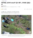 제주해경, 양귀비 8342주 압수폐기..마약류 집중단속