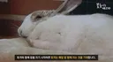 토끼와 함께 잠을 자기 시작하면 벌어지는 일.twt