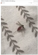 총각이 자는 사이 배가 빵빵해질때까지 착정한 유부녀...JPG