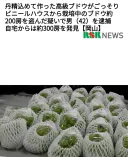 일본의 도둑 근황