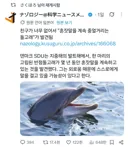 의외로 혼자만 있는 돌고래 특