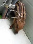 멧줍한 디시인.
