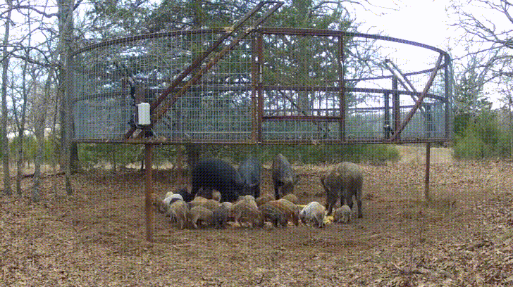 멧돼지 함정🐗 (4.07MB GIF)