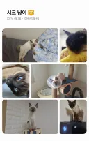 우리집 고양이로 보는 구글 AI 네이밍 수준...