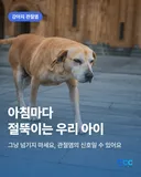 강아지 관절염 증상 주사 및 간식 총정리