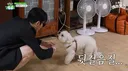 강아지도 사람 얼굴 본다는 증거.jpg