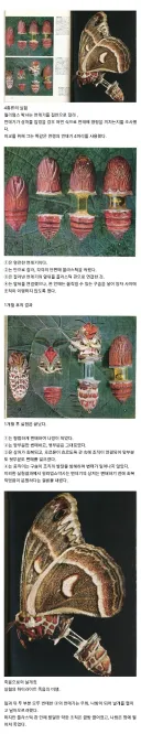 극혐 ) 윌리엄스 박사의 번데기 실험.jpg