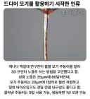 모기)가 드디어 쓸모가 있어짐