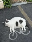 자전거 탄 고양이