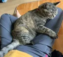 우리집 아깽이 보고 가셈