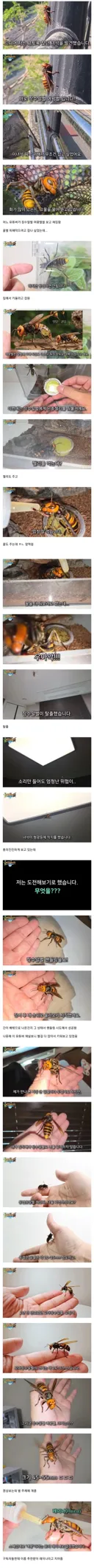 장수말벌의 여왕을 기르며 핸들링 시도한 유튜버의 엔딩.jpg