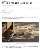 아파트 단지 출몰한 1m 도마뱀에 '발칵'