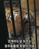 청주 야호