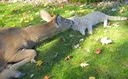 매일 와서 고양이 만나고 돌아가는 사슴 .jpg