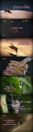 EBS에서 진행한 모기 인터뷰