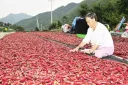 시골에 친척이 있어도 구하기 힘든 한국의 찐카르텔...