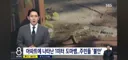 수원 광교 아파트 단지에서 길이 1미터 아프리카산 나일 왕도마뱀 출몰
