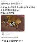 임시 보호 중이던 골든 믹스 견이 새끼를 낳았는데