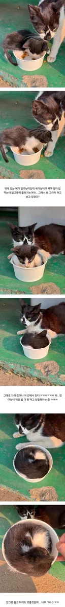공장 고양이 새끼 낳았는데 이거 봐...