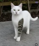 문신충 고양이