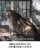 싱글벙글 중국 동물원 대참사.jpg