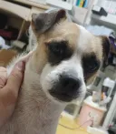 니네 개가 한숨 쉬는거 본적 있냐?