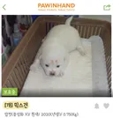 울 강아지 포인핸드 사진 진짜 귀여움