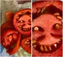 크큭... 설탕 뿌리려고? 소금도 좋지...