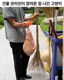 건물 관리인이 잡아준 집 나간 고양이🍊 또 도망갈까봐 저렇게 데려왔다고...