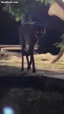 AI 영상 같은 늑대 모습 (펌)