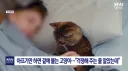 집사가 몸살 걸렸을 때 고양이가 주변에 붙어 있는 이유