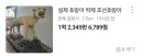 당근에 올라온 조선호랑이 박제품....