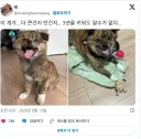 3년을 키웠는데 개가 다큰건지 만건지 모르겠다는 주인.JPG