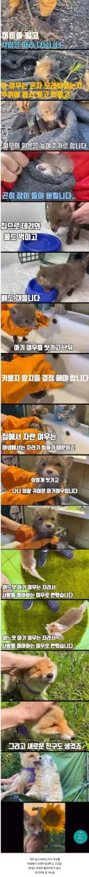인간에게 구조된 애미없는 여우