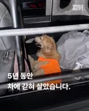 계단을 오르지 못한다고 차에서 5년동안 갇혀 살았던 리트리버