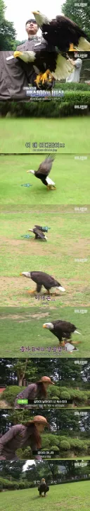 사람 손에 자란 독수리.jpg