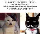 사이가 안좋은 두 마리 고양이.jpg