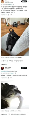 집사에게 전기 공격하는 고양이