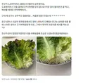 상추 먹다 노로바이러스 걸림..