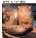 급하게 차려준 고양이 생일상 jpg.