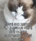 본인이 키우는 반려동물이 말을 하는데.. 이런 말을 했다면 뭐라 할래?