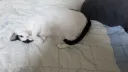 우리집 고양이 이건 확신할수 있음