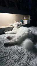 우리집 고양이 우다다해서 잠을 못자겠다
